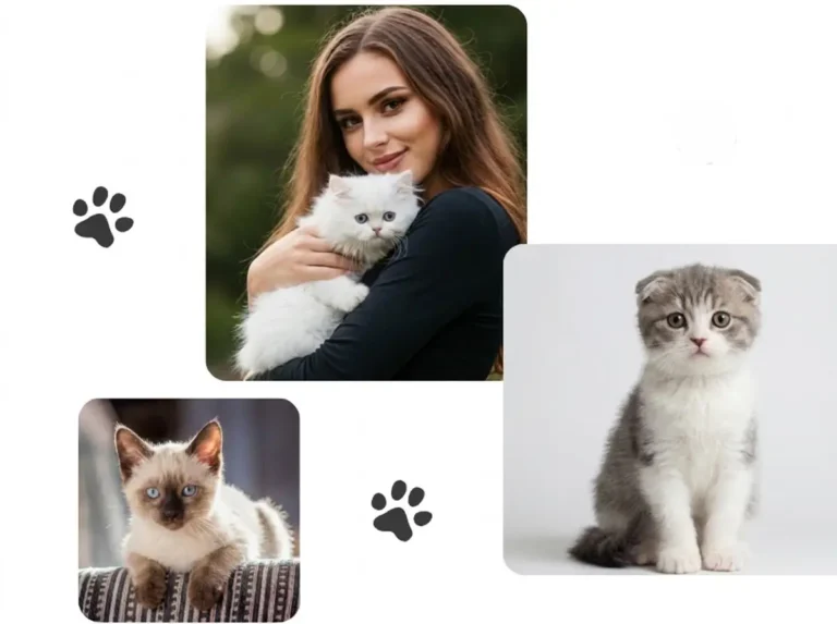 Luna Whiskerstone holding a white kitten alongside kittens showcased on the cat-zy care team collage